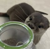 otter 1815