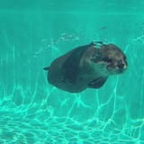 otter 8
