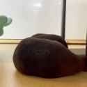 otter 1089_thumb.jpg