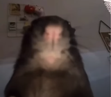rat