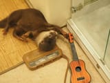 otter 225