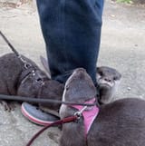 otter 1476