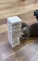 otter 1547_thumb.jpg
