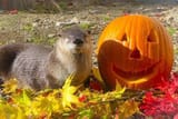 otter 671