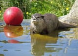 otter 1289
