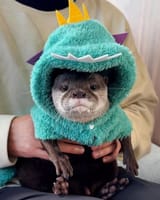 otter 1857