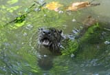 otter 9