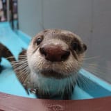 otter 426