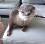 otter 427
