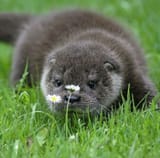 otter 22