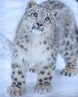 snep