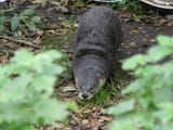 otter 1169