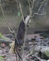 otter 1044