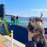 otter 2096