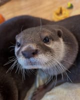 otter 2097