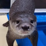otter 2091