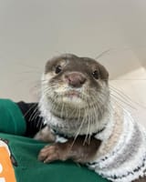 otter 1649