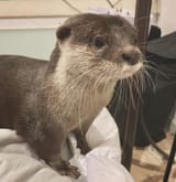 otter 707