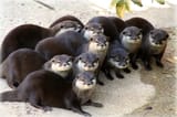 otter 140