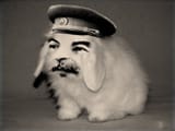 Stalin bunny