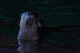 otter 21