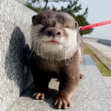 otter 2101