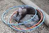 otter 2100