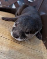 otter 2105