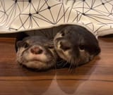 otter 1792