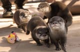 otter 1201