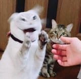 Cats-Concern-FreakingOut-Spinning-Shaking-Terror