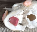 Temp_Tongue_SpringRes3