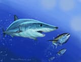 mako_shark_on_the_hunt_by_maikart24_dddbnhy-fullview