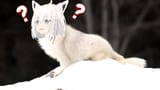 hololive fubuki meme 35