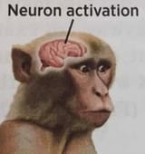 neuron_activation