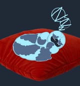 wraiccoon sleeping