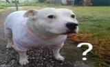dog ? mark