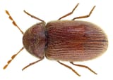 Stegobium_paniceum_(Linné,_1758)_(28561048482)
