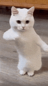 test-1575371075