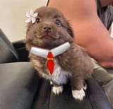 booby dog