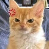 cat086