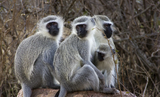 1200-471940933-family-of-vervet-monkeys