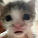 cat088