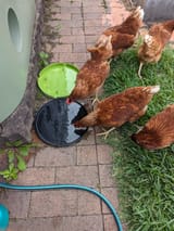 real chicky
