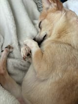 Dog1