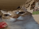 1705332785506363