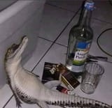 gatormoment
