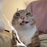 cumshark