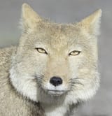 лис
