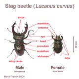 lcbodymap